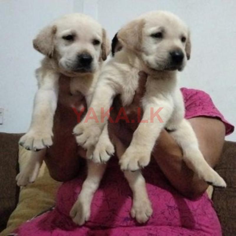 Labrador Retriever Puppies