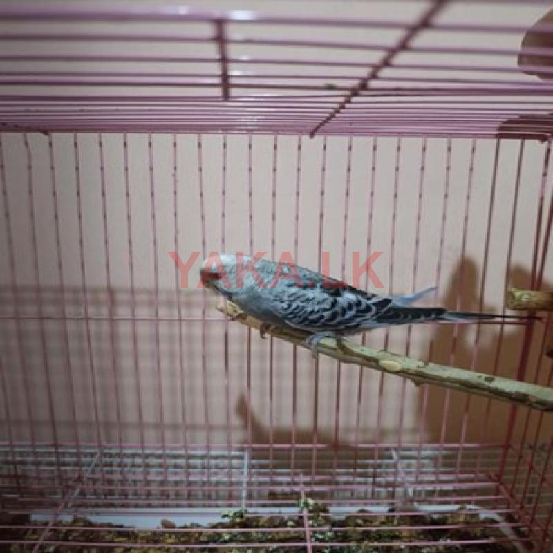 Love Bird