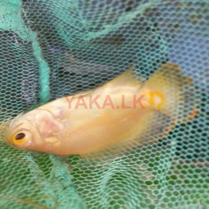 Albino Oscar Fish