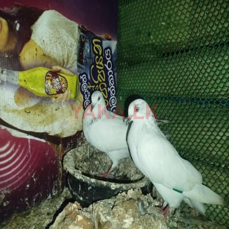 Pigeons