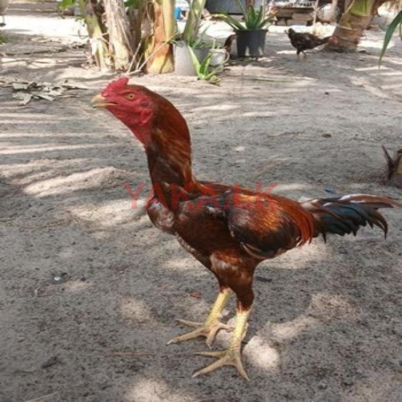 Rooster