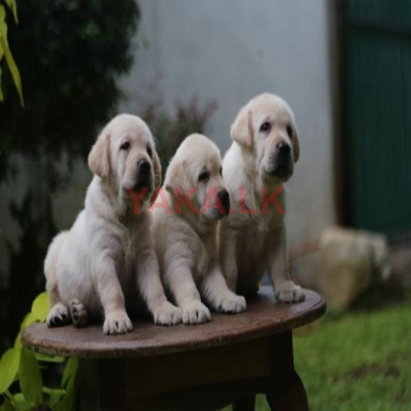 Labrador Puppies