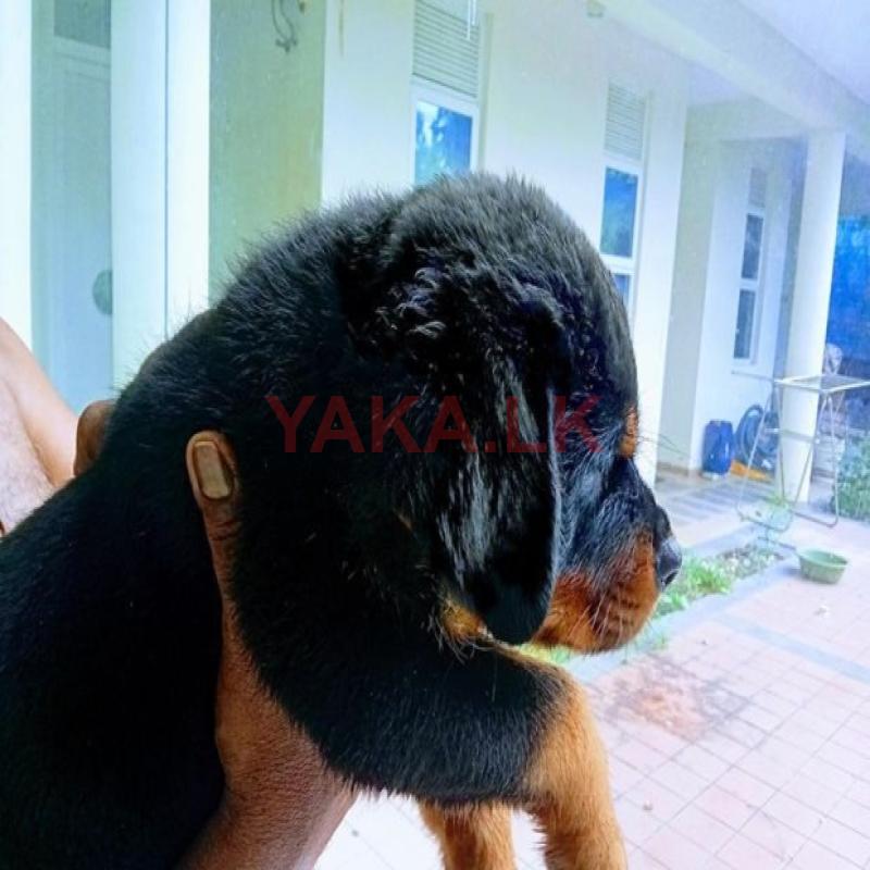 Rottweiler Puppies