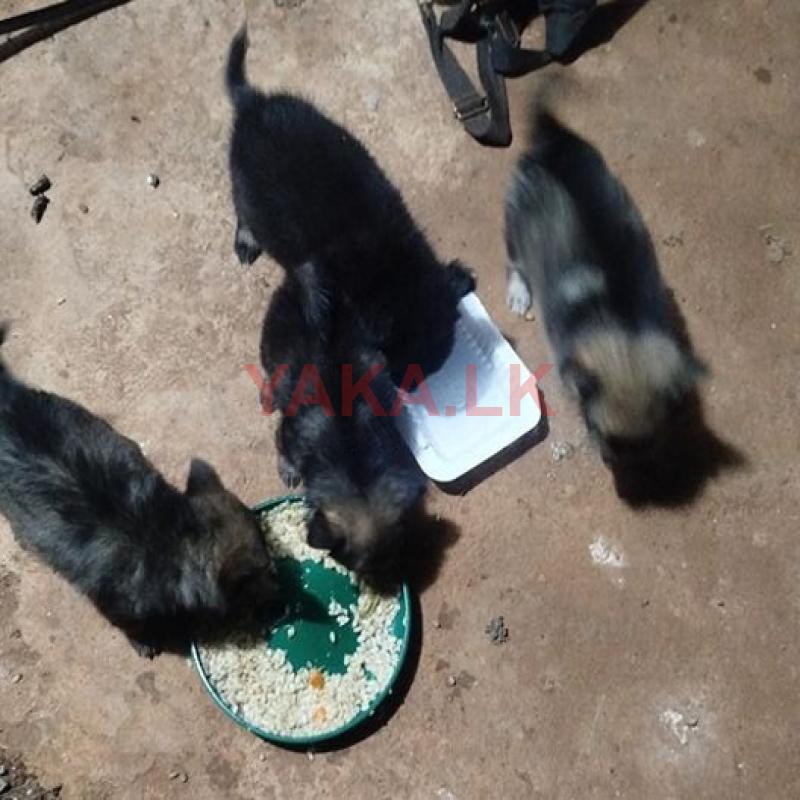 பொமேரியன் நாய்