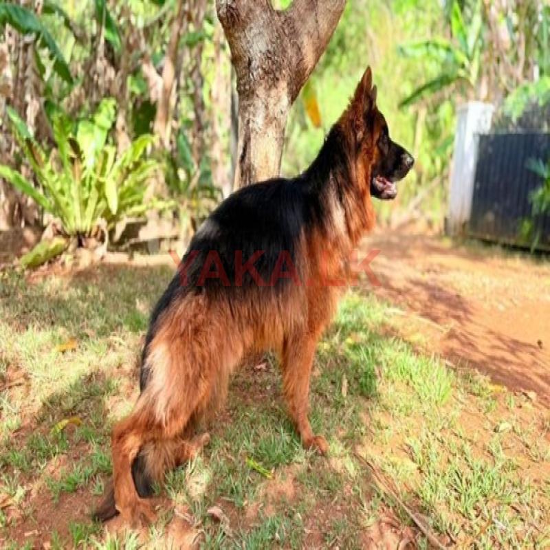 Double Side Imported German Shepherd for Crossing