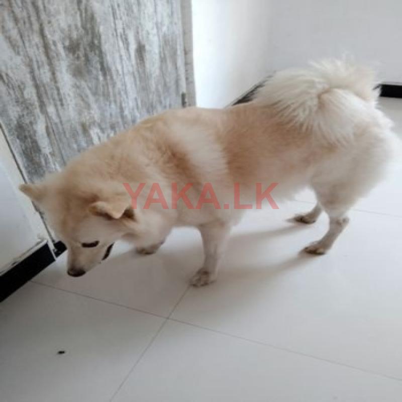 Japanese Spitz Pomaneriyan Puppies