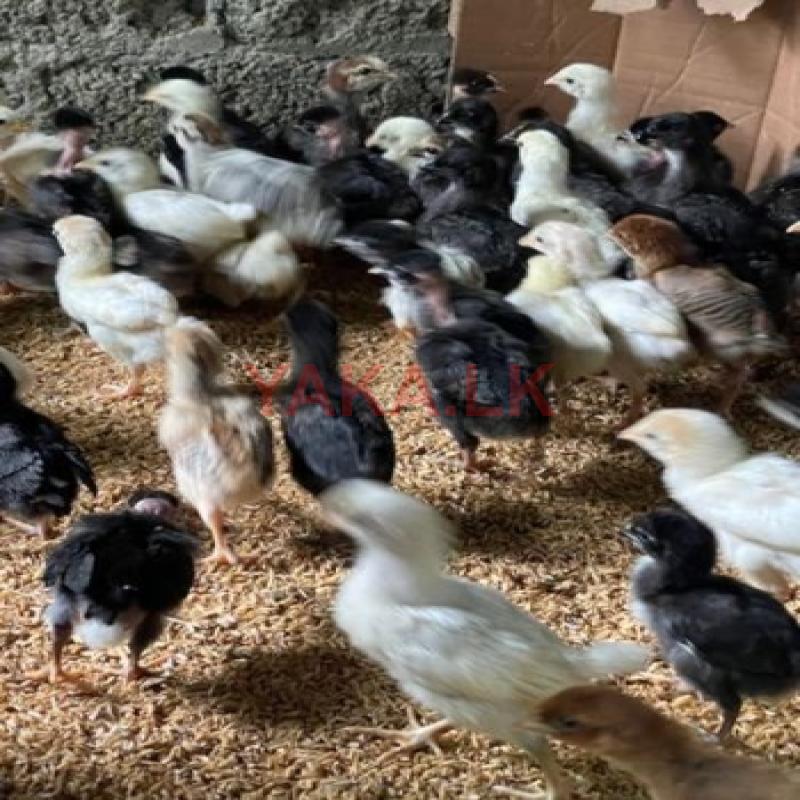 ගම් කිකිලි පැටව්