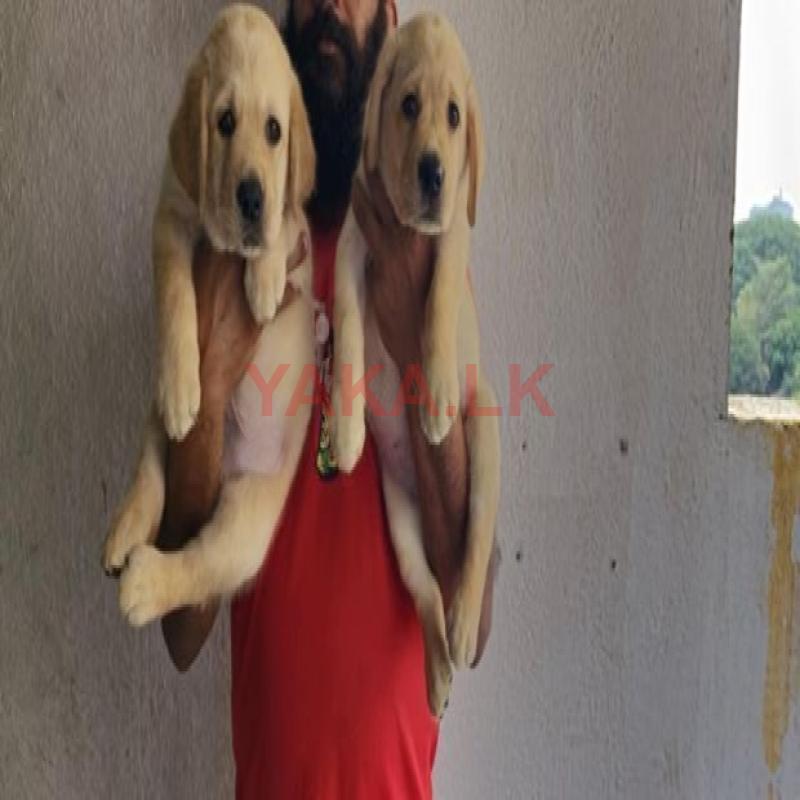 Labrador Puppies ( Pure Breed )