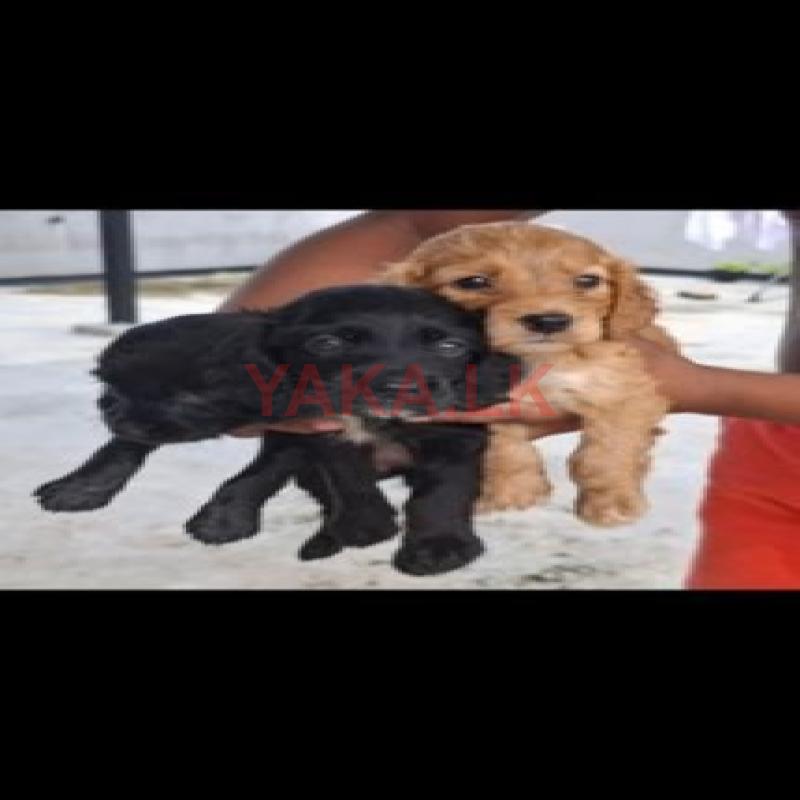 Cocker Spaniel Puppies