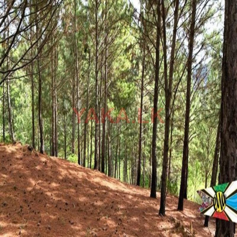 Land for sale in Ella