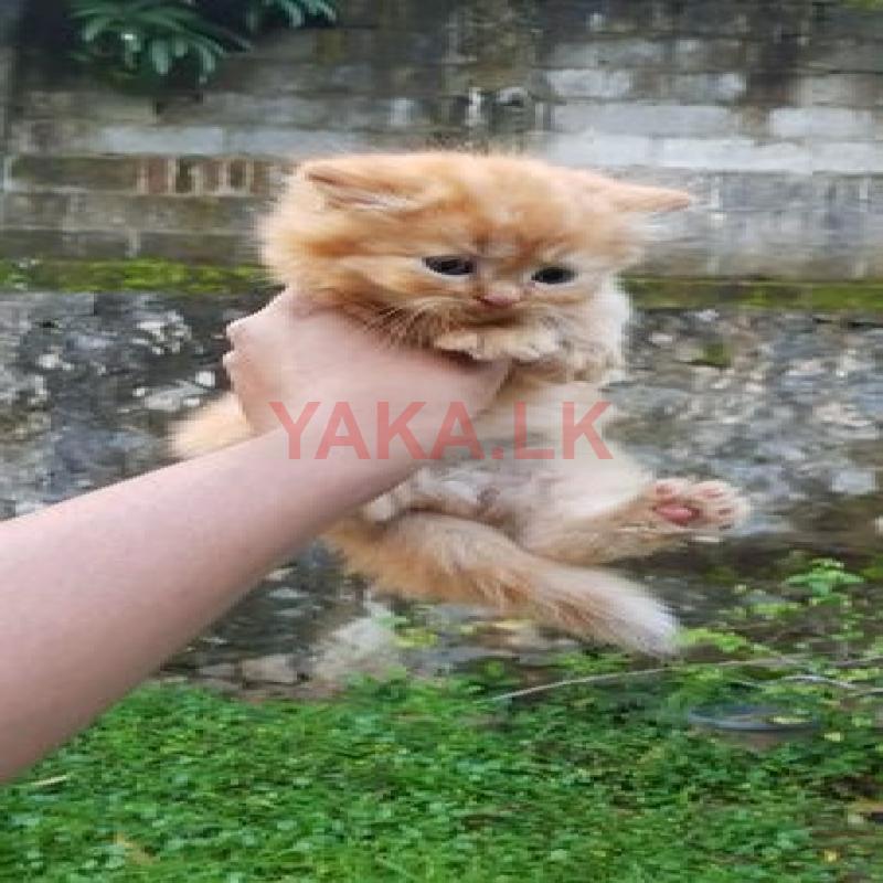 Persian Kittens