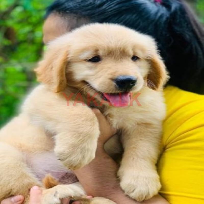 Golden Retriever Puppies