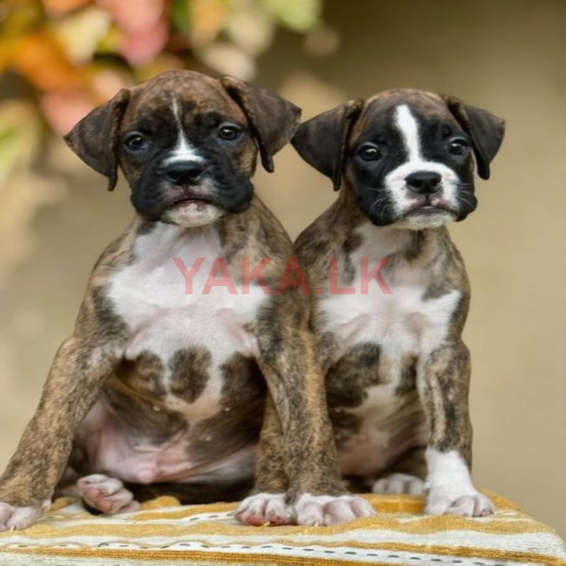 Boxer Puppies
