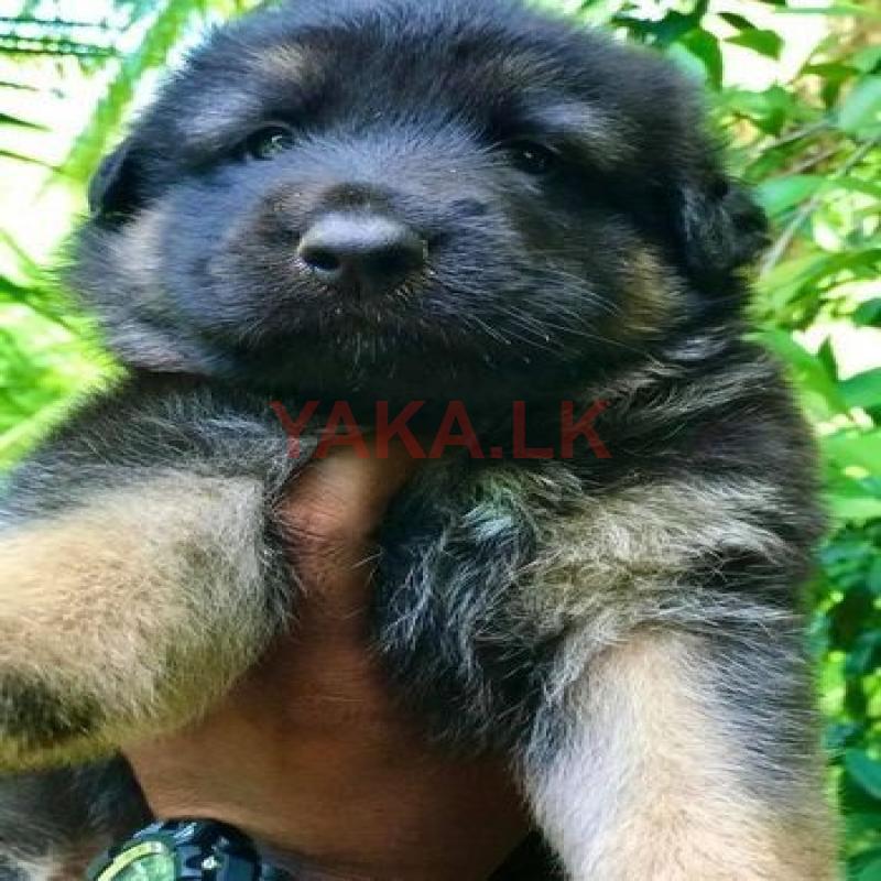 Lion Shepherd Puppies