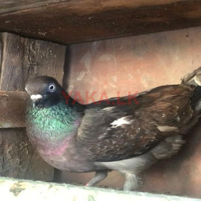 පරවි / Pigeon