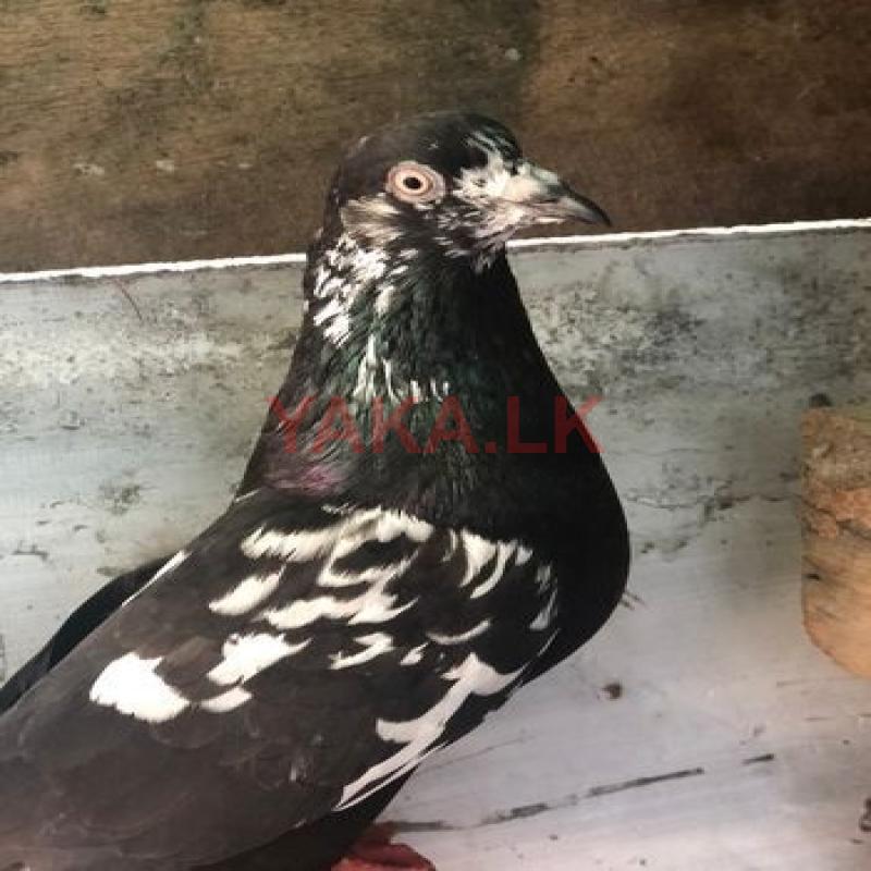 පරවි / Pigeon