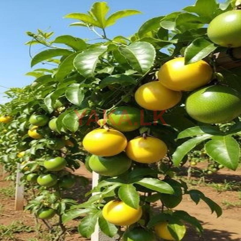 හො රණ හයිබ්‍රිඩ් පැ ෂන් පැළ