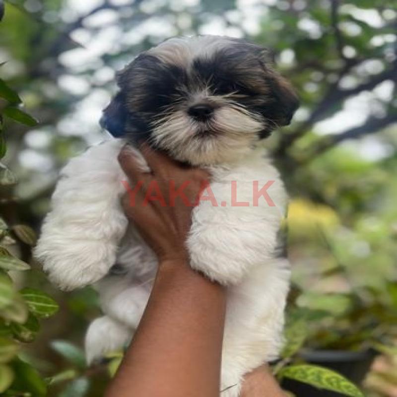 Shih Tzu Puppy