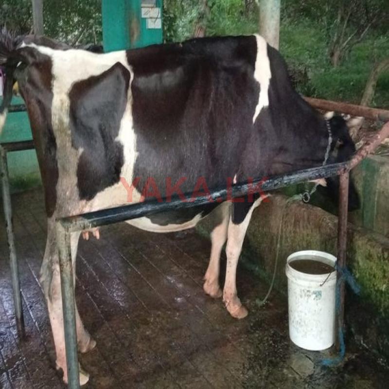 කිරි ගවයන් සහා පැටවුන්