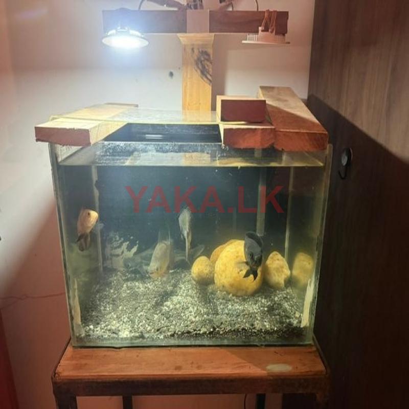 Fish with Tank