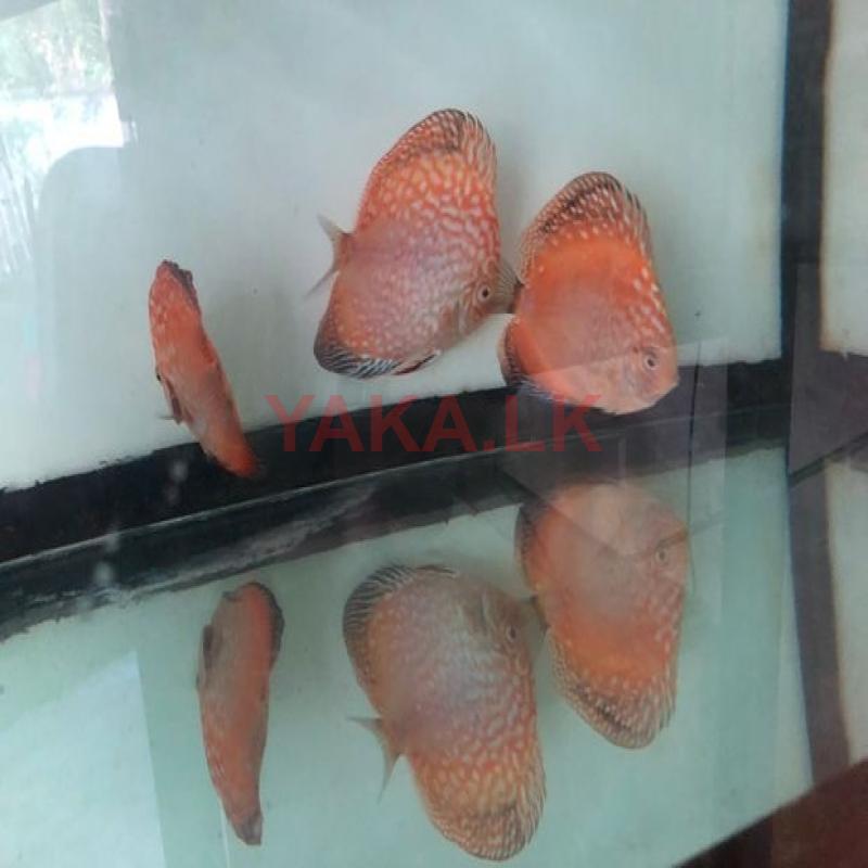 Discus Fish