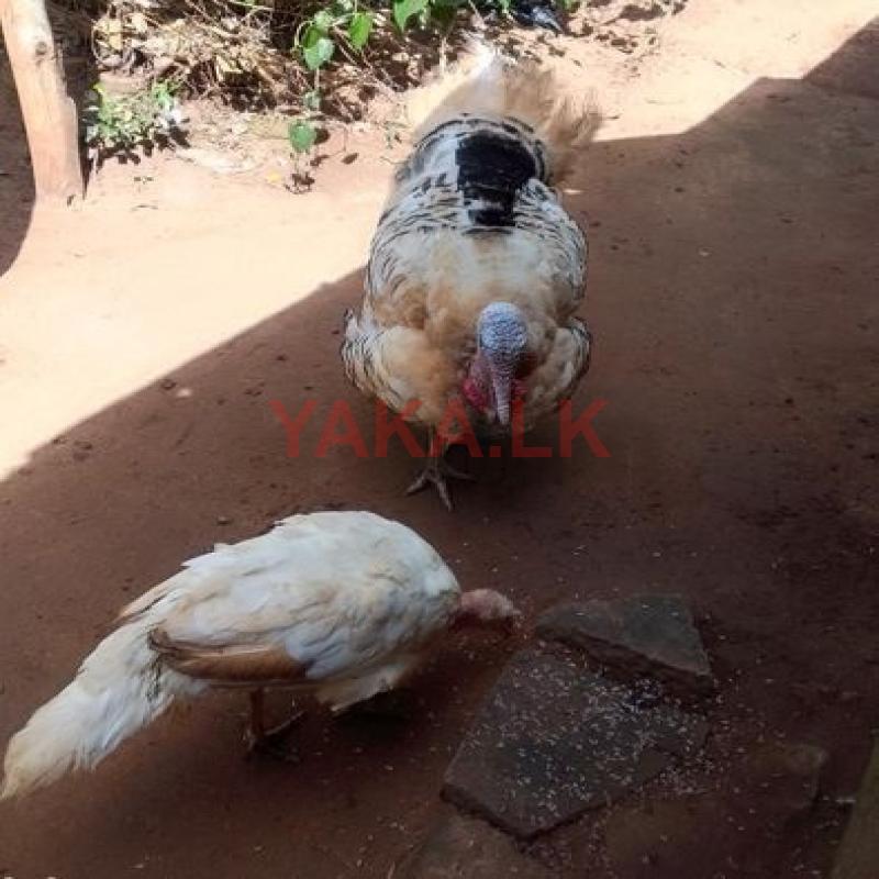 කළුකුමා ජෝඩුවක්