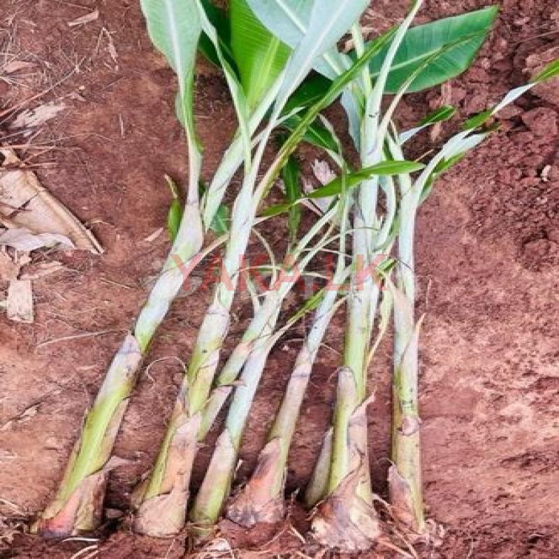 කෙසෙල් පැල