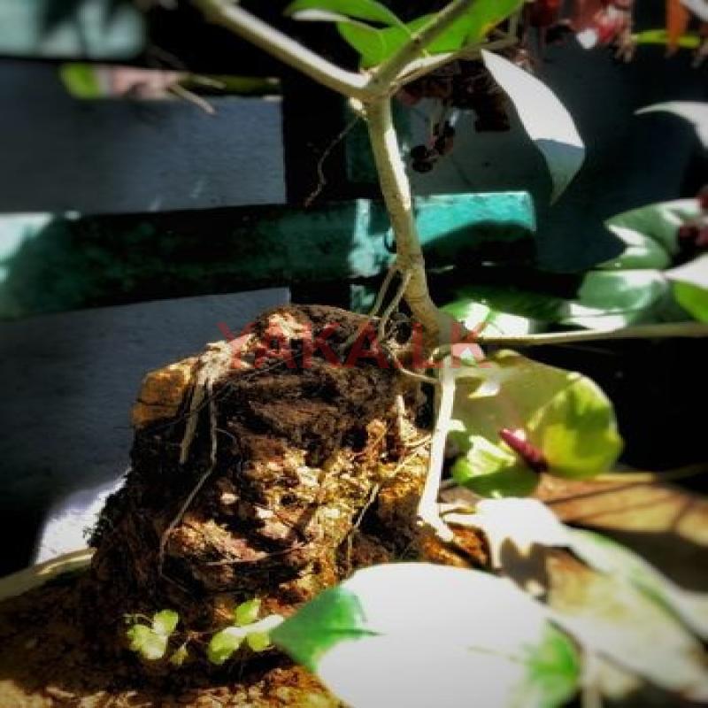 Rock Bonsai (ඇහැටු)