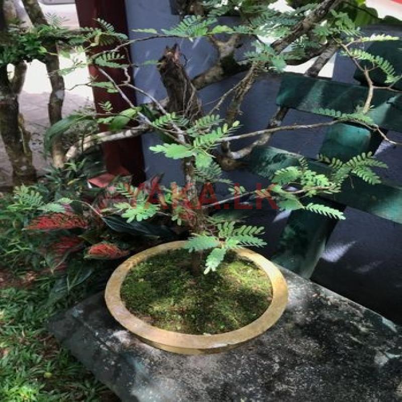 Tamerind Bonsai Plants