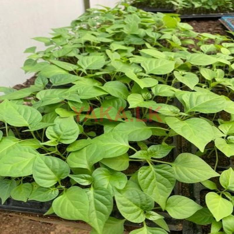 නයි මිරිස් පැළ