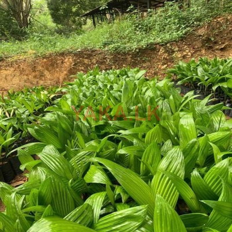 රට පුවක් පැළ