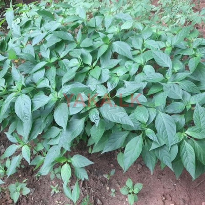 மிளகாய் நாற்று