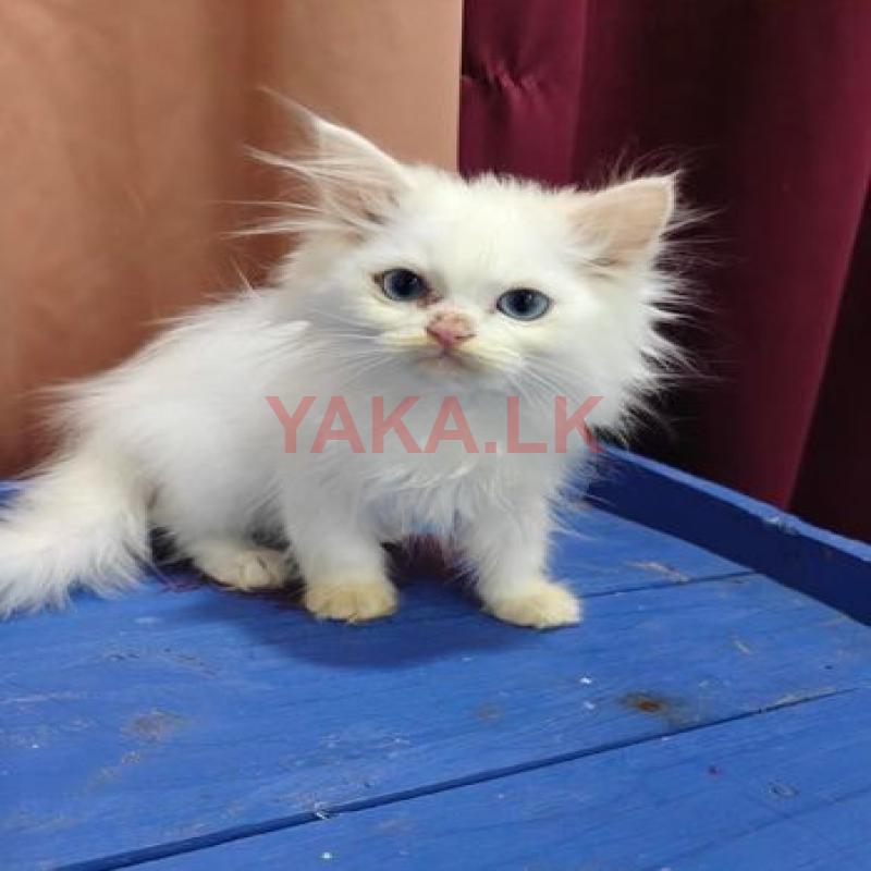 Persian Kitten