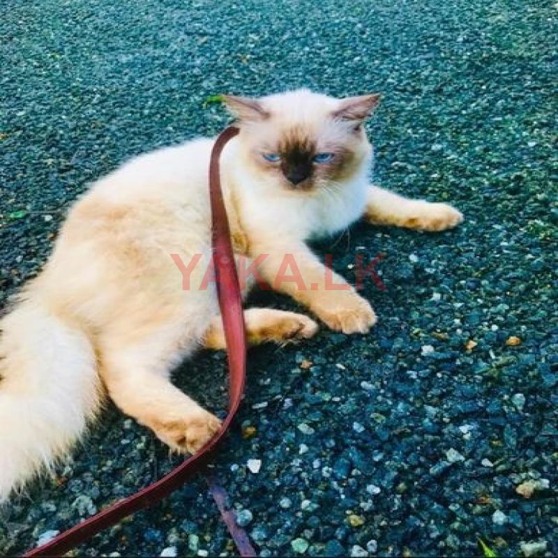 Male Persian Cat