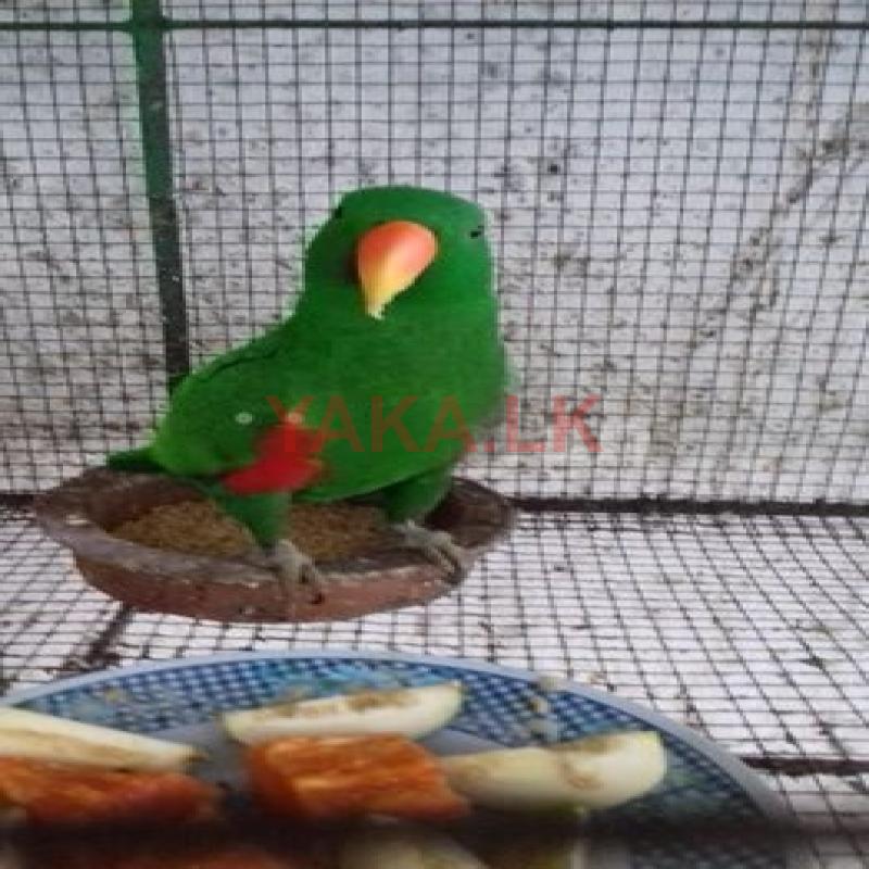 Eclectus Parrot