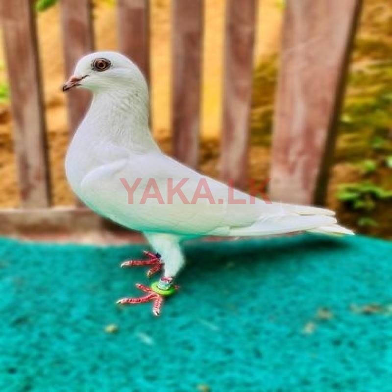Indian Female Pigeon