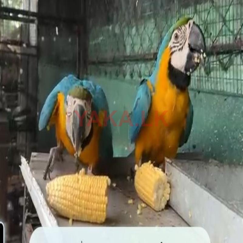 Blue Gold Macaw
