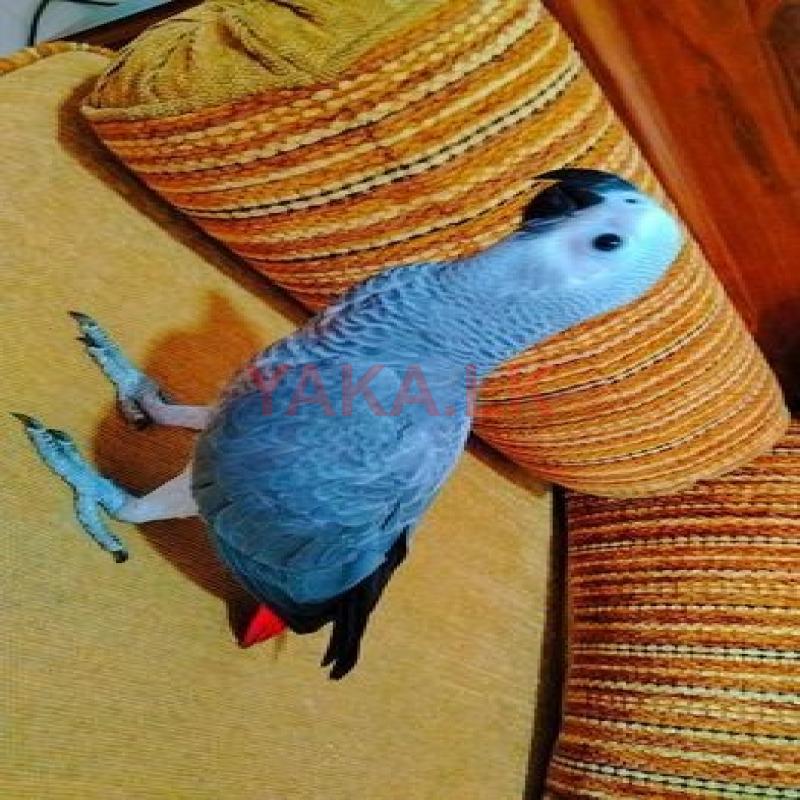 African Grey Parrot