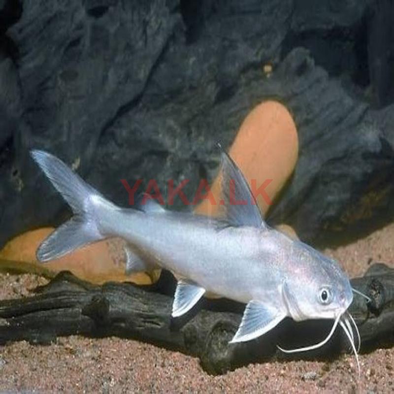 Papua Salmon Catfish