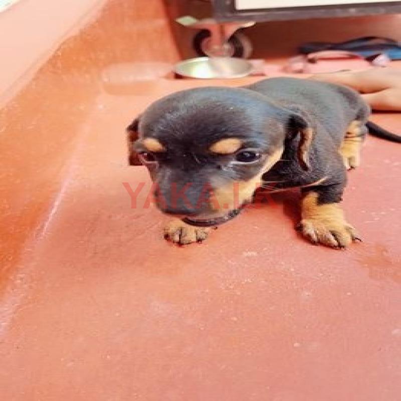 Dachshund Puppy