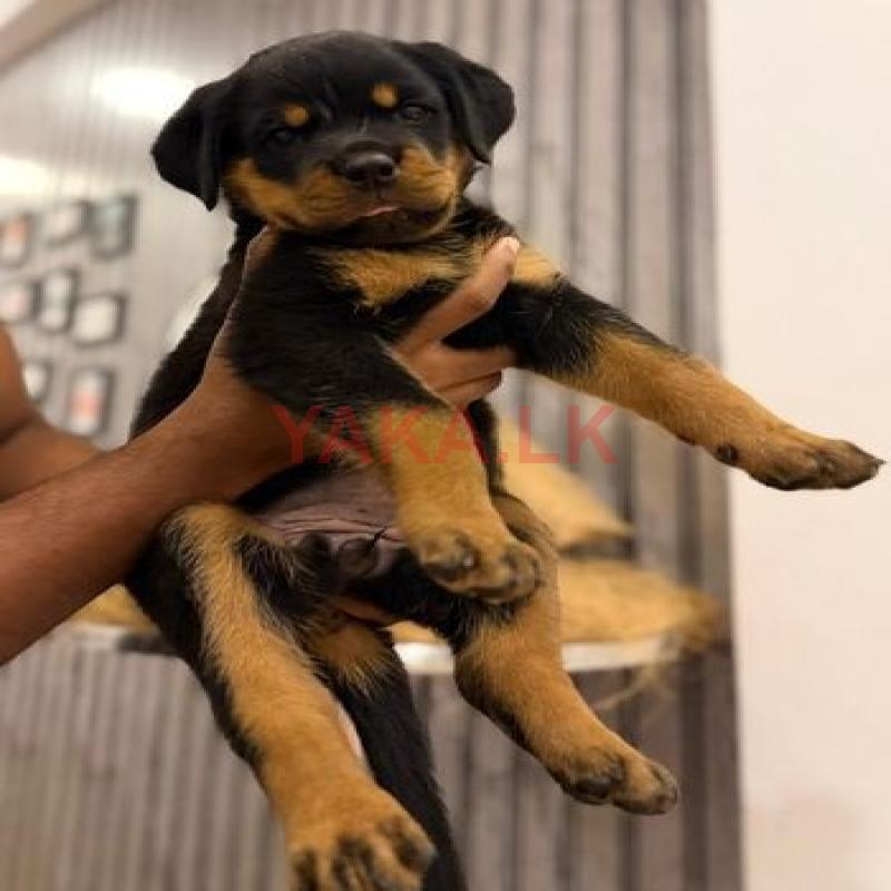 Rottweiler Puppy