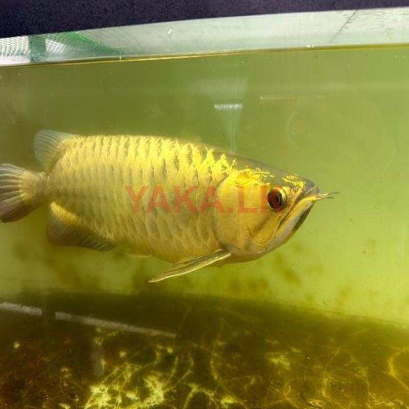 Arowana Fish (gold)
