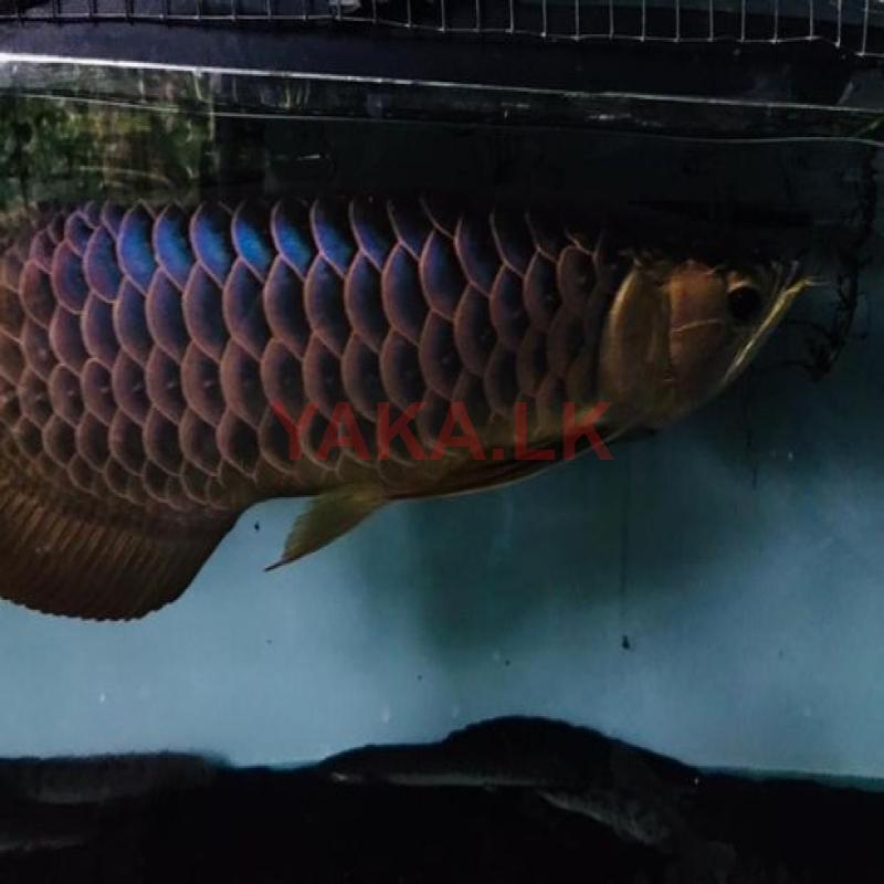 Fish - Bluebase Arowana