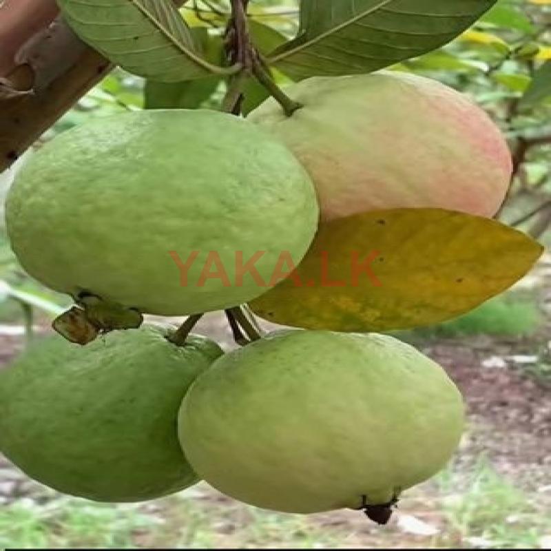 தாய்வான் கொய்யா