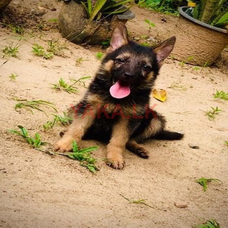 German Shepherd Puppy