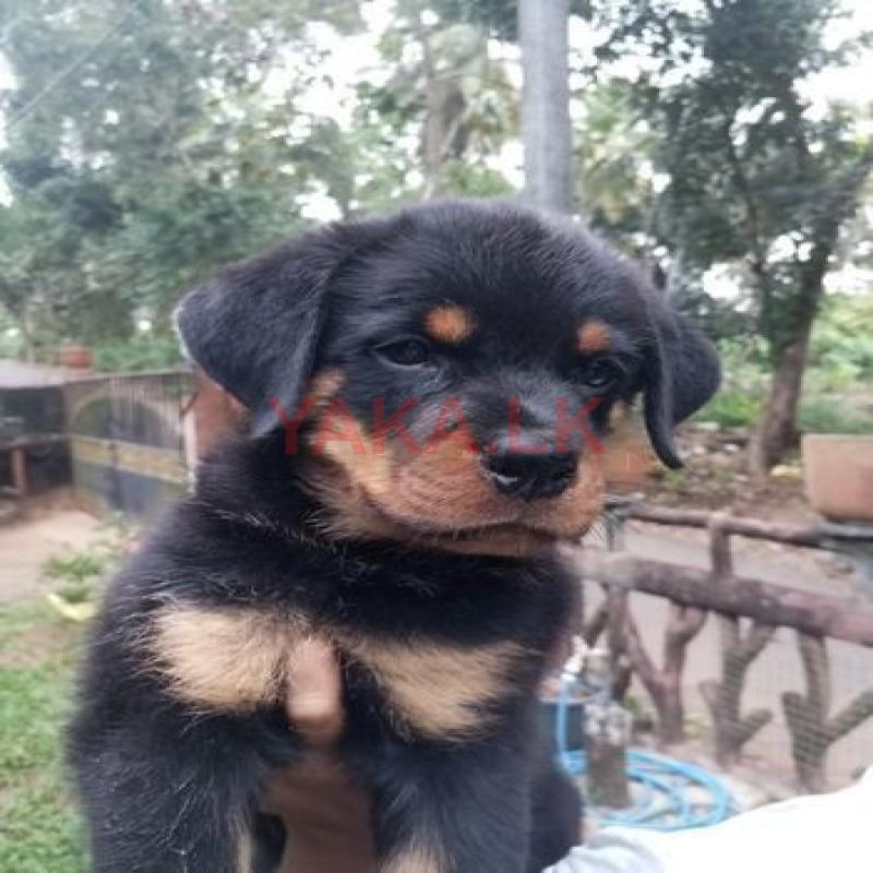 Rottweiler Puppies