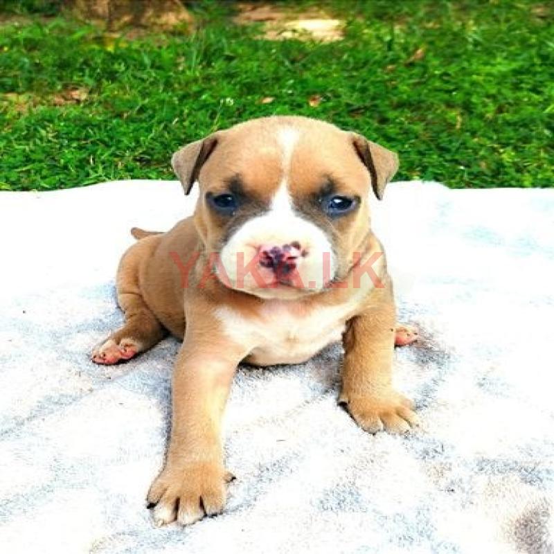 American Bully Puppies