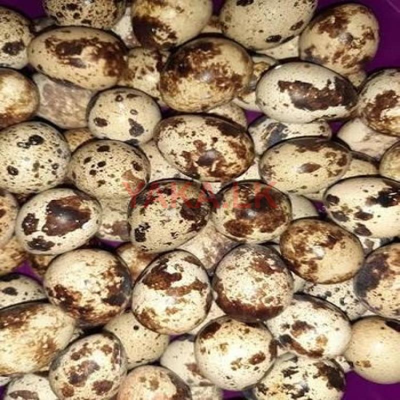 காடைமுட்டை