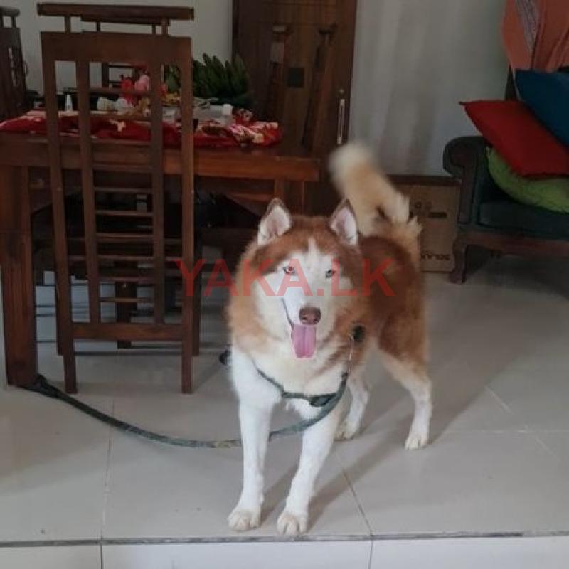 Siberian Husky Puppy