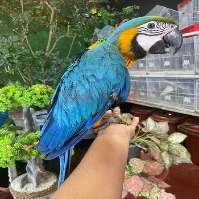 Blue with Gold Macaw